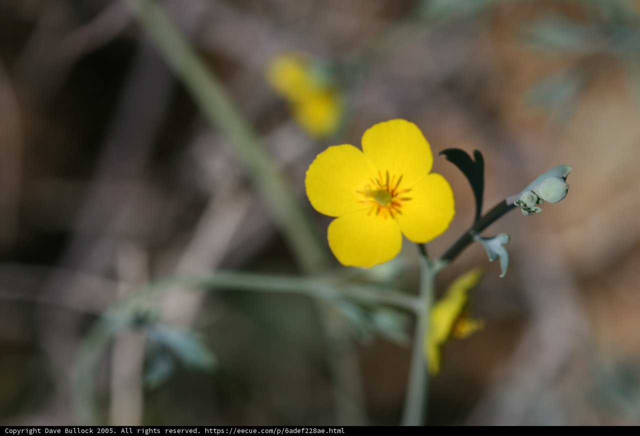 A Lone Yellow Geranium in a Sea of Flax