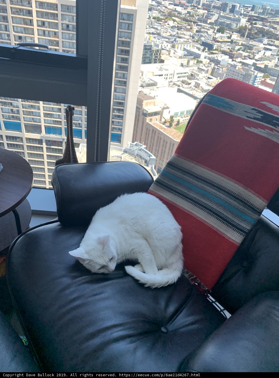 Catnap in the City
