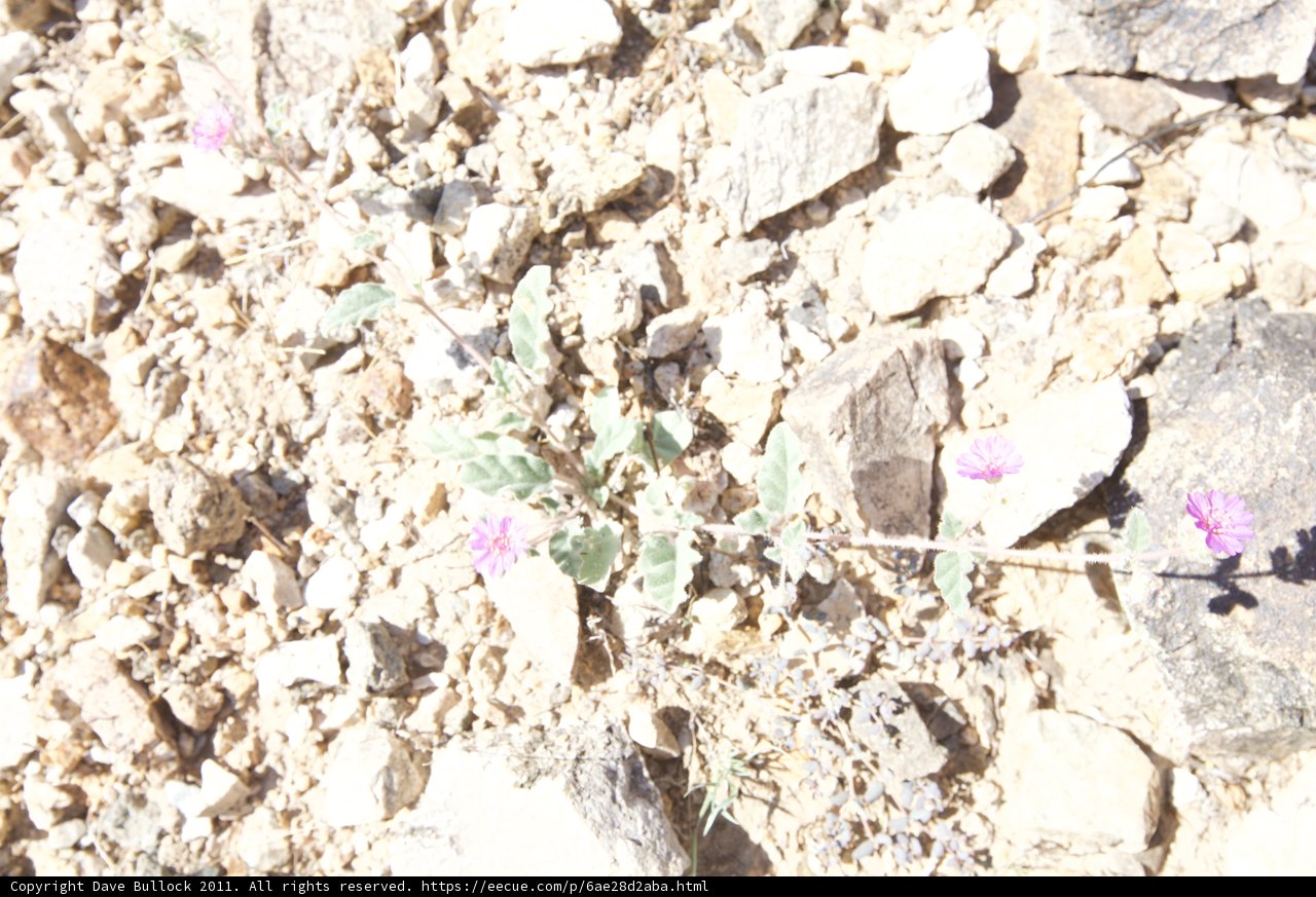 Tiny Plant Among the Rocks