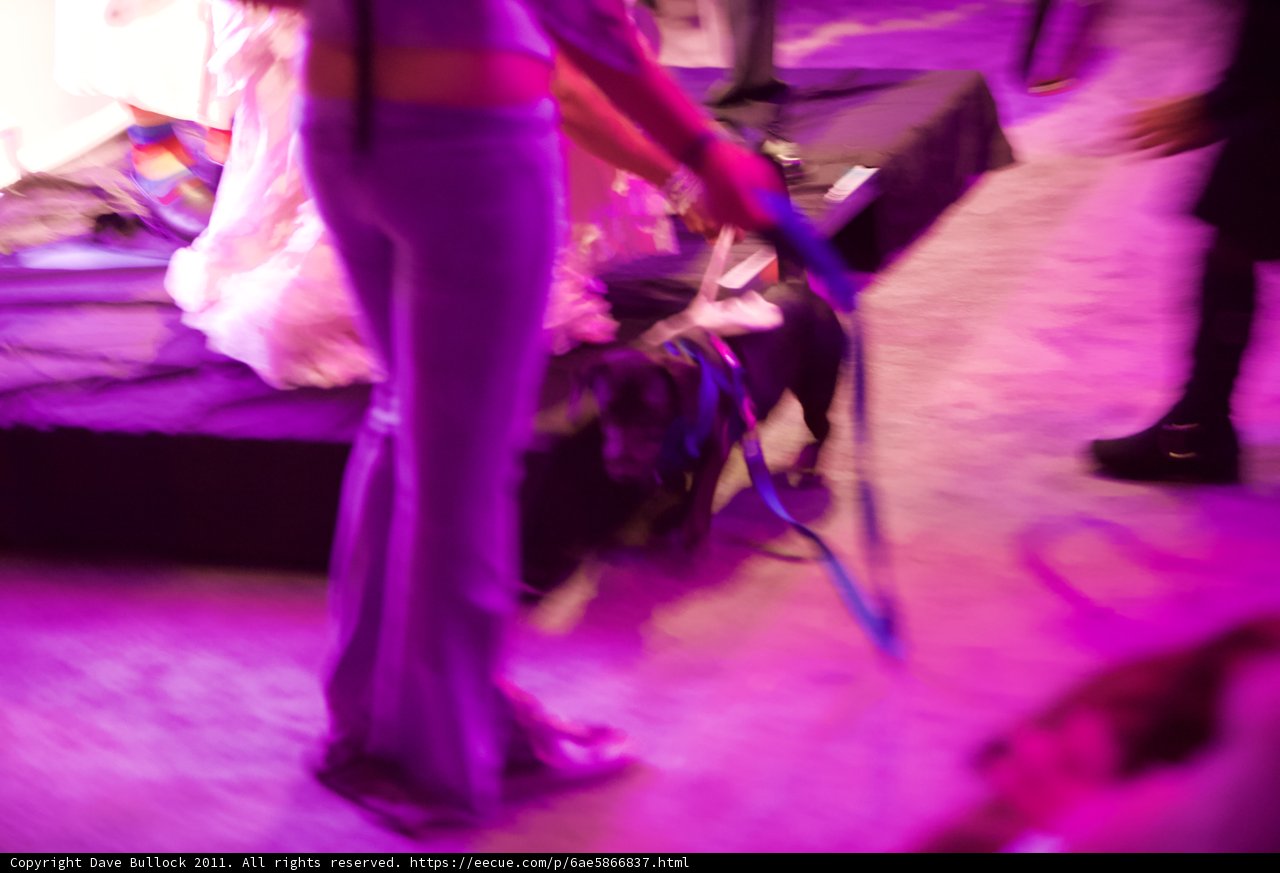 A Purple Dress and a Pooch at the Wedding