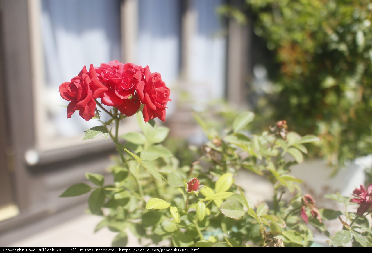 Red Rose Bouquet