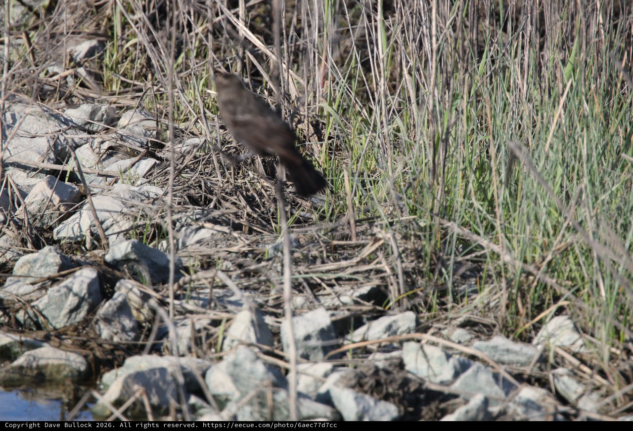Brown Bird Foraging Among Dried Grasses and Rocks