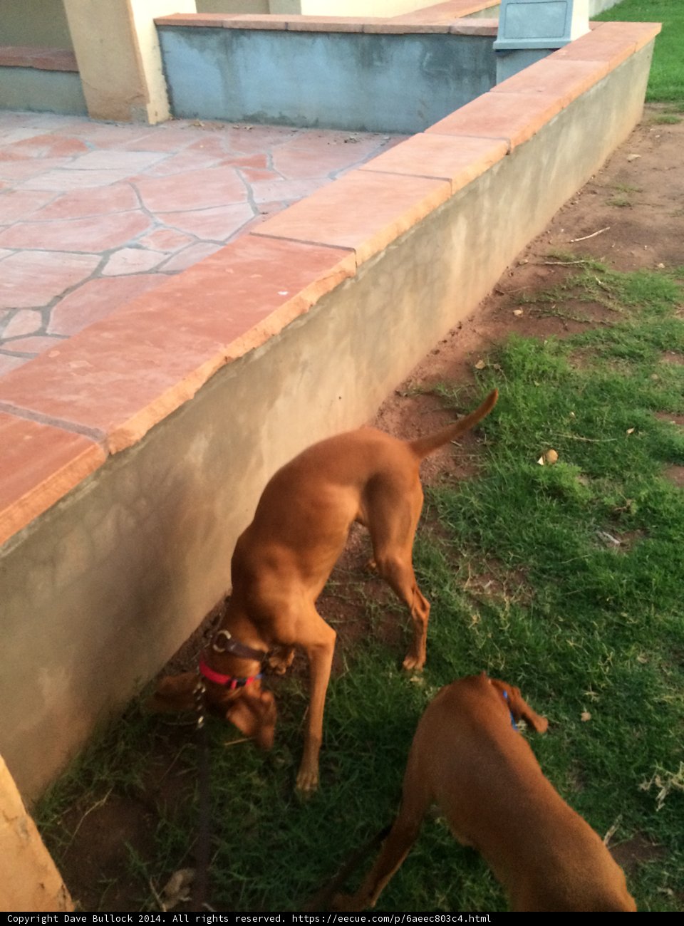 Two Canine Friends Meet Outdoors