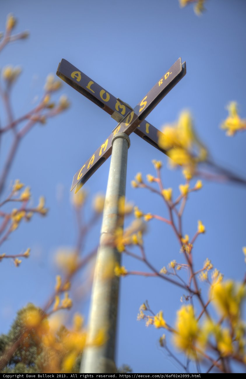 Crosswalk Blossoms