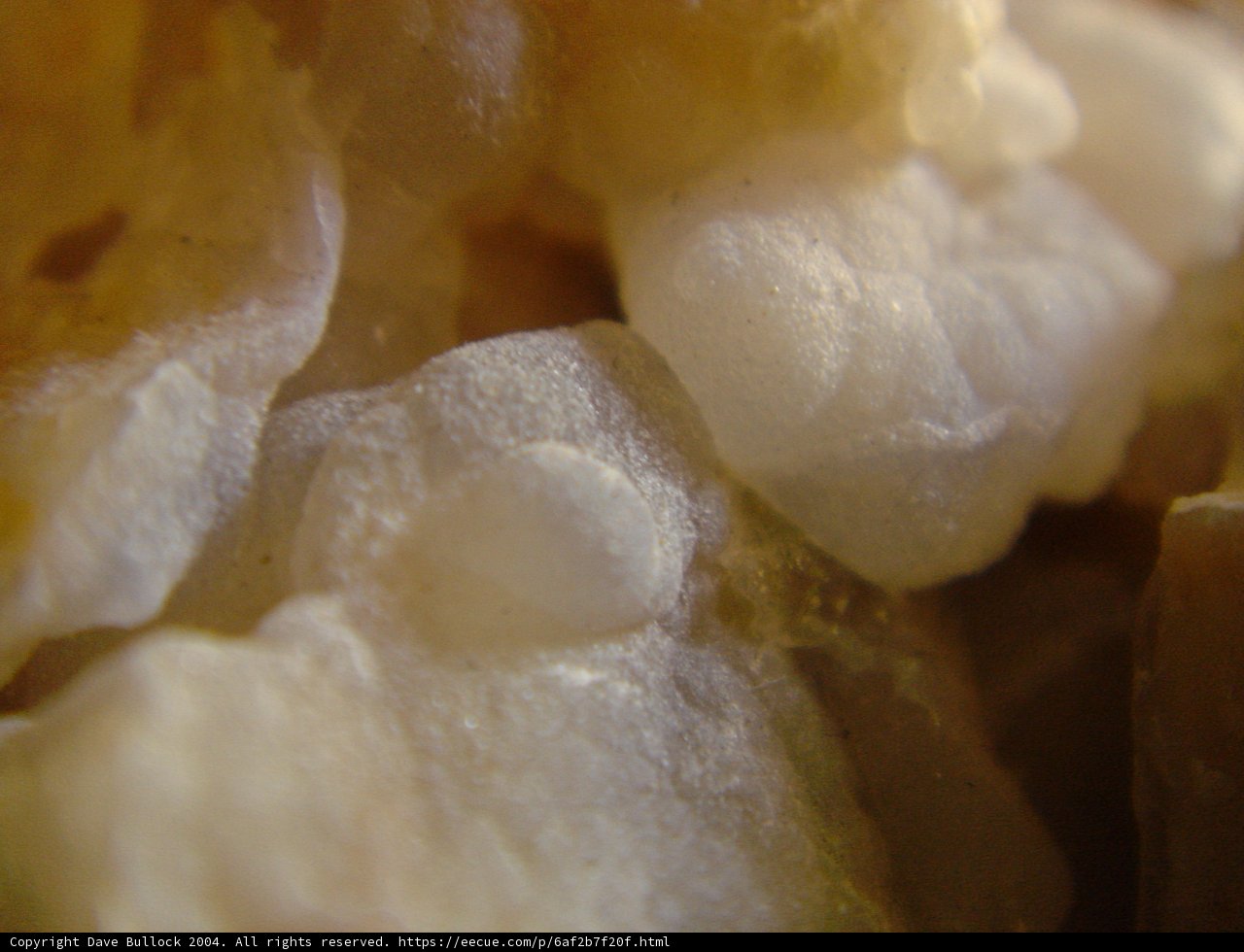 Mystery Rock Coated in White Substance