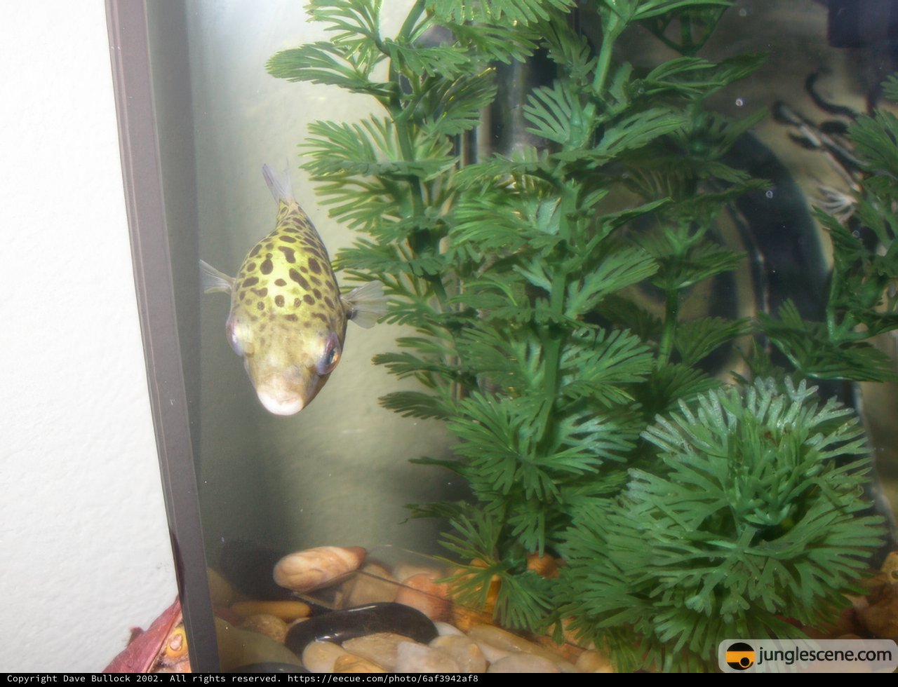 Peaceful Aquatic Life