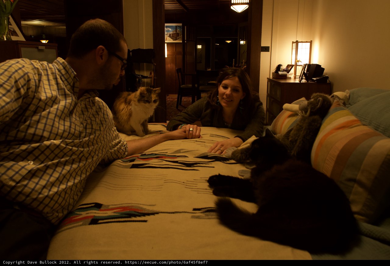 Cozy Evening with Cats on a Patterned Blanket