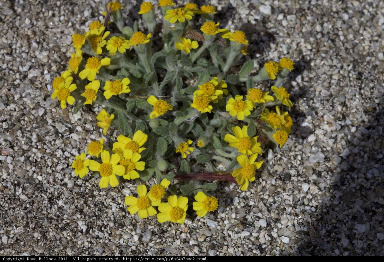 Lone Yellow Daisy in the Desert