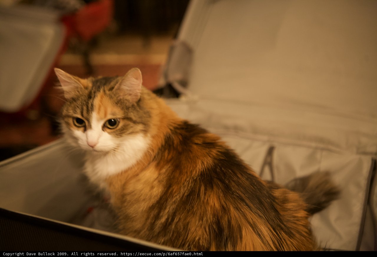 The Cat's New Travel Destination