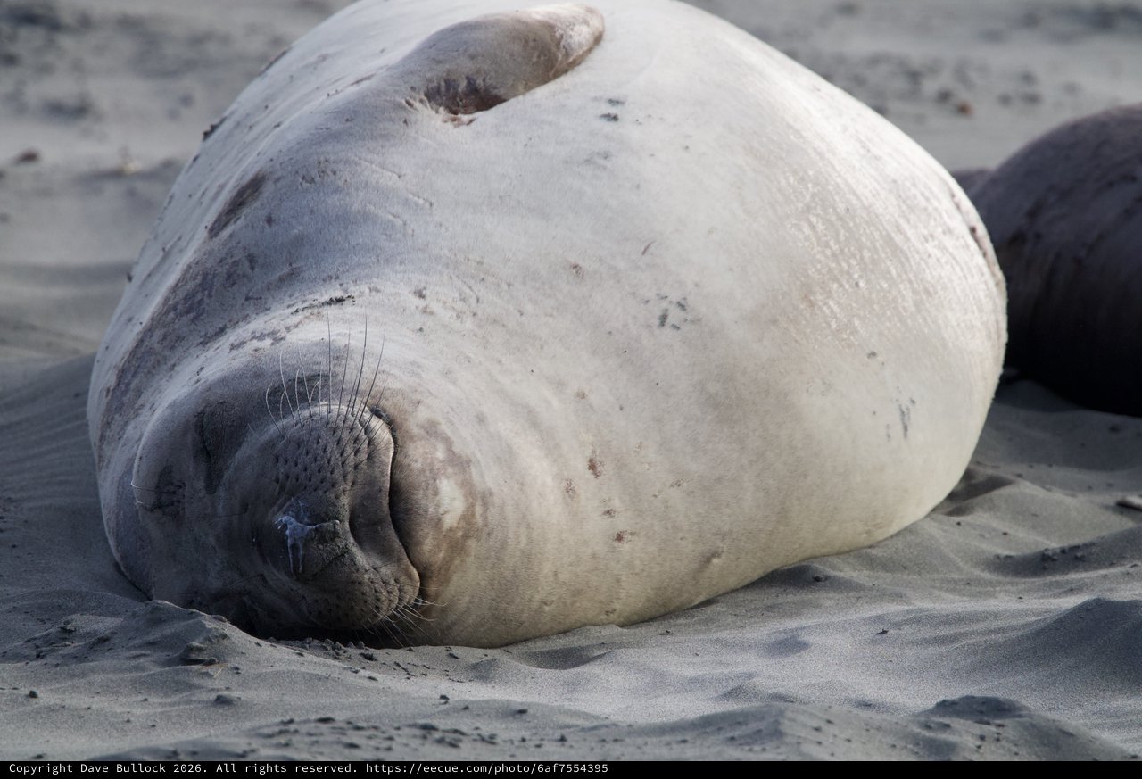 Resting Elephant Seal Pup on Drakes Beach
