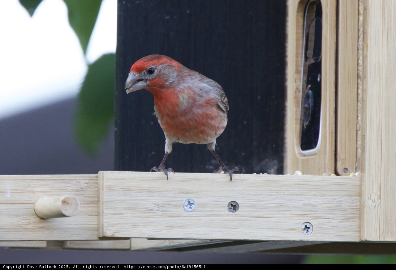 Finch on Duty