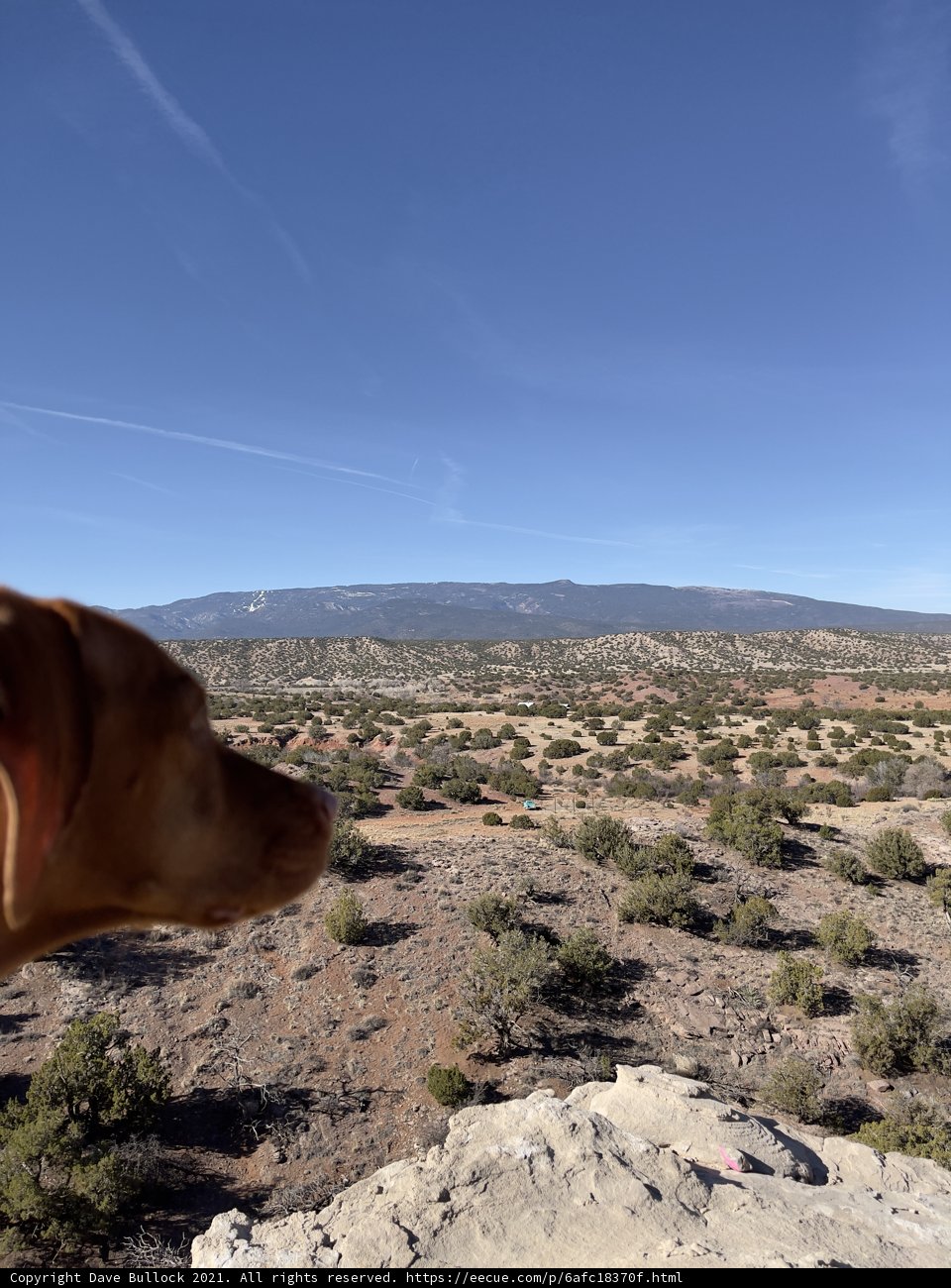 Desert Dog Gazing at the Wilderness