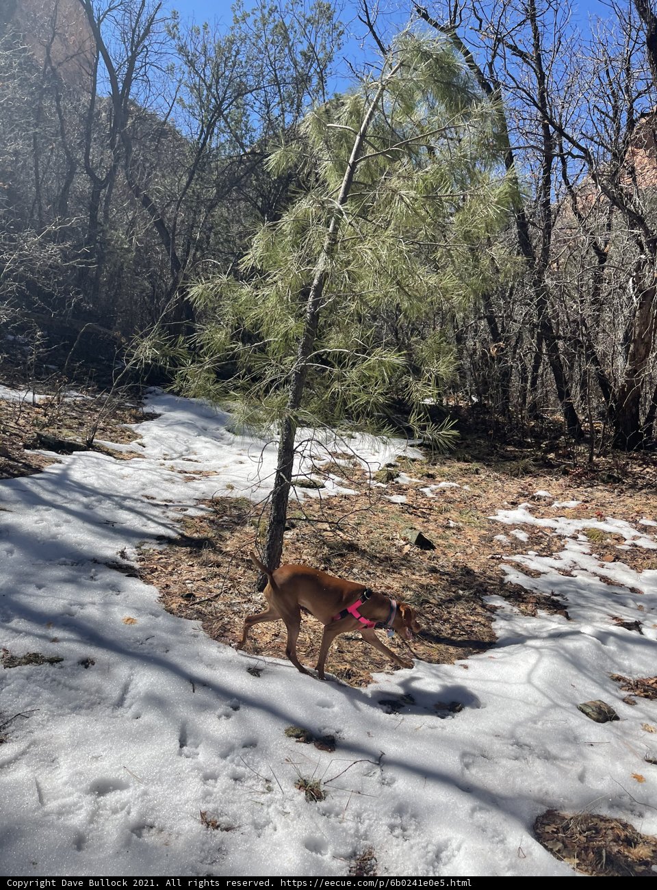 Snowy Adventure with My Furry Companion