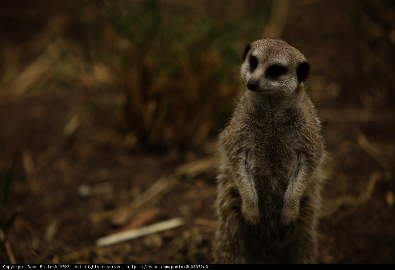 Vigilant Meerkat - A Moment Frozen in Time