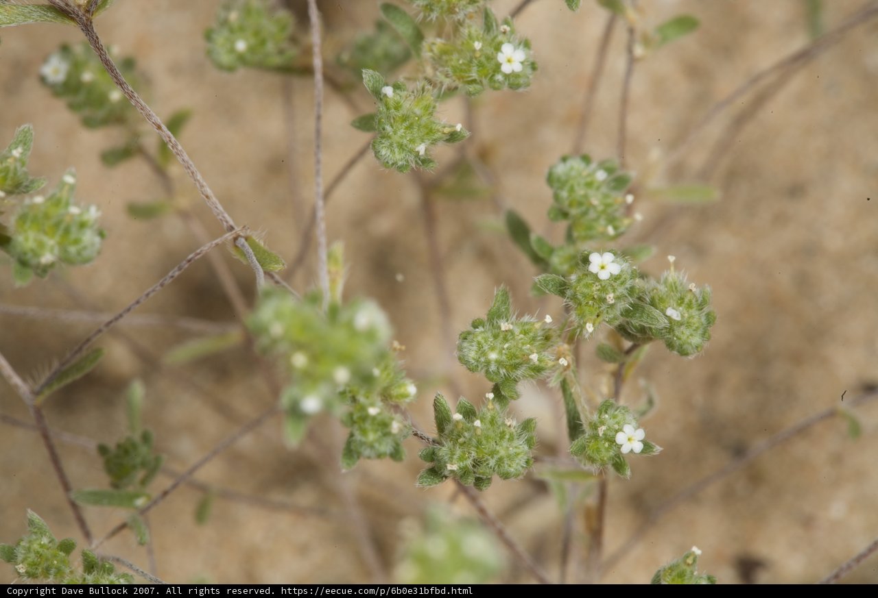 Delicate Desert Wildflowers