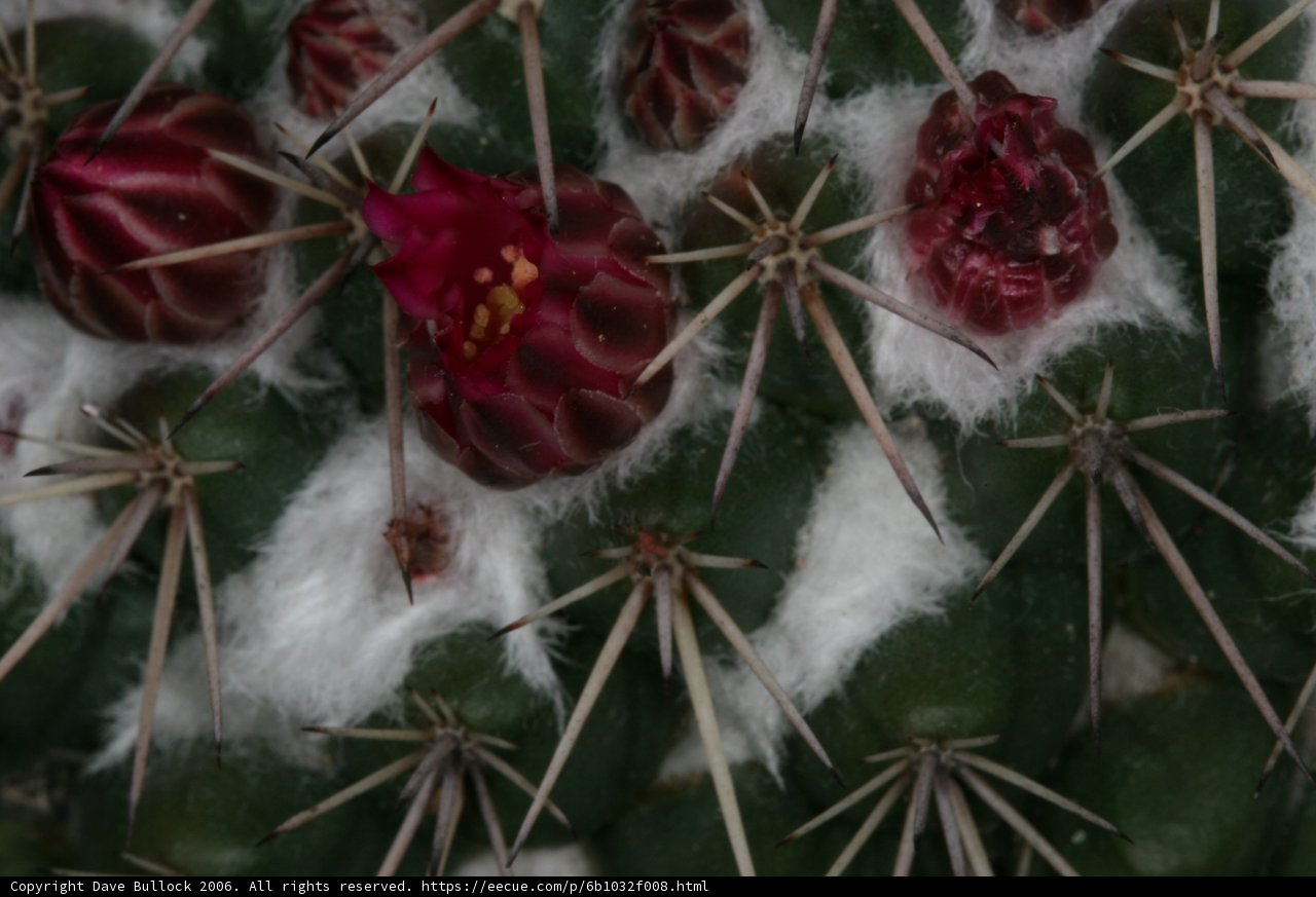 Snowy Cactus with Red Flowers