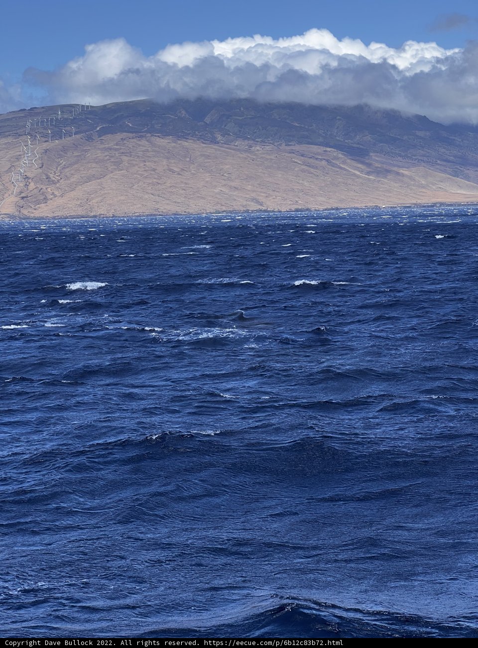 Majestic Whale in the Scenic Waters of Hawaii
