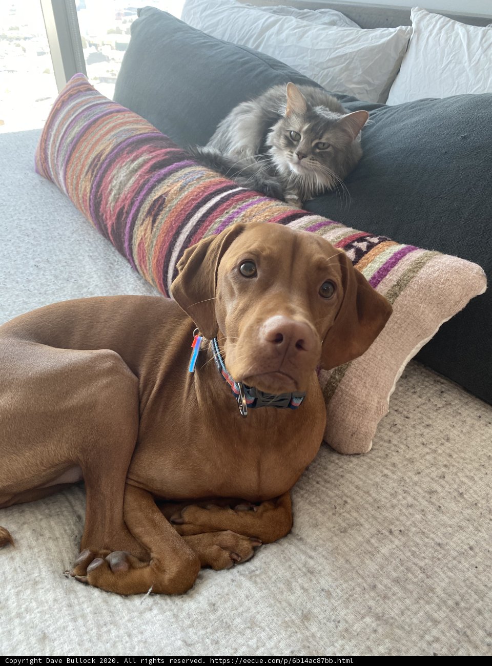 Furry Friends on the Couch