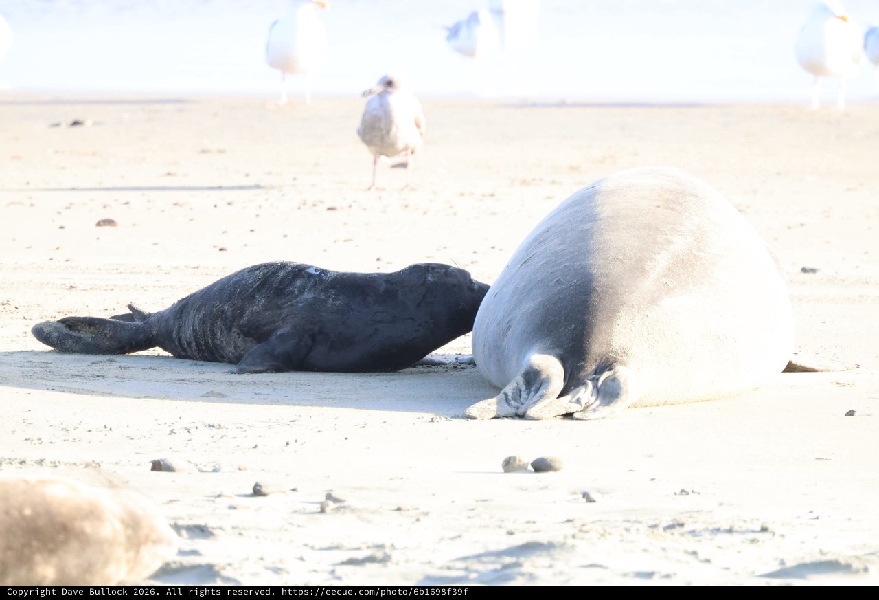 Elephant Seal Mother and Black Pup at Drakes Beach