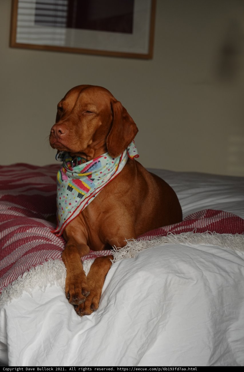 Bedtime Buddy