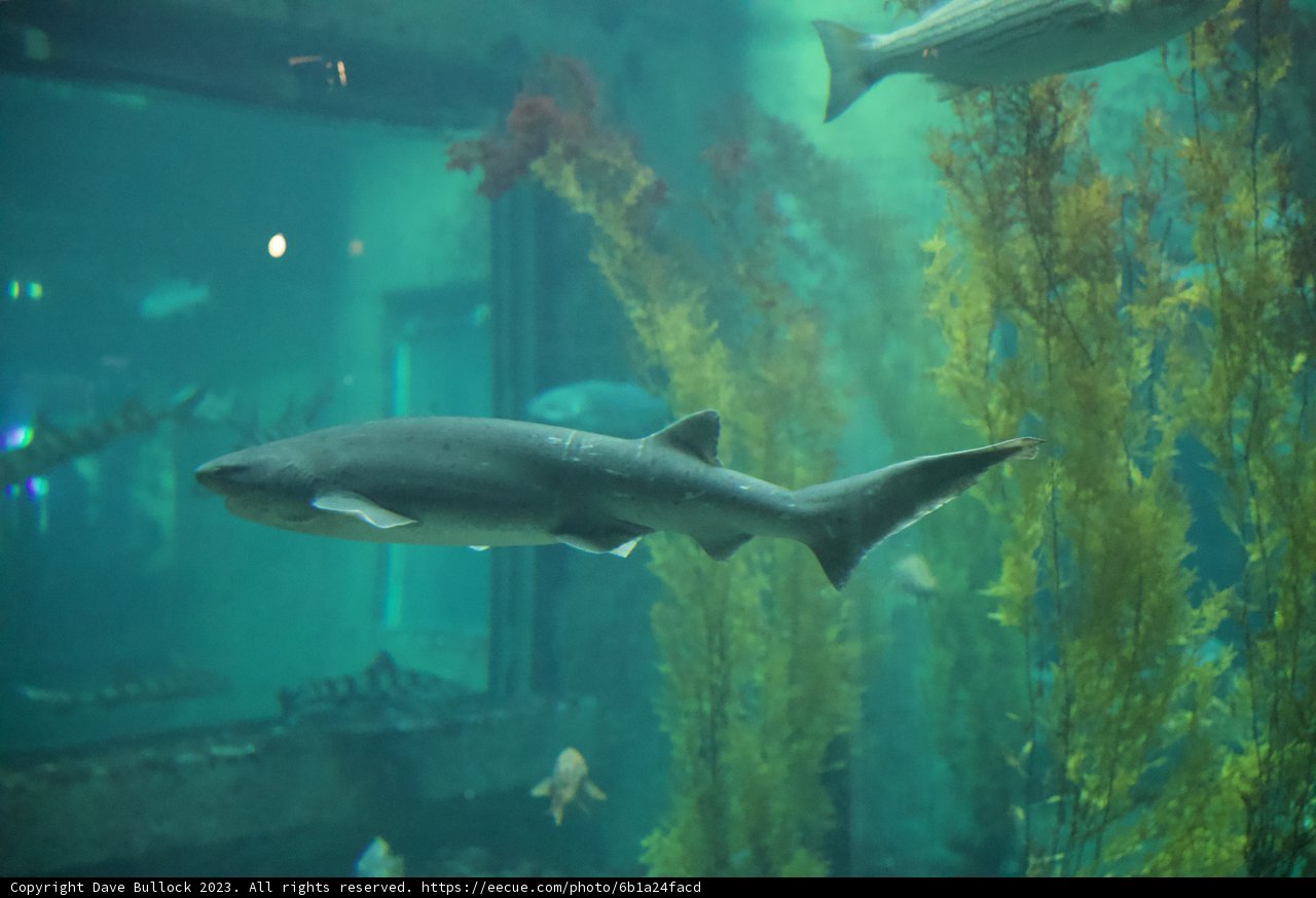 Immersed in the Deep: A Stroll with Sharks
