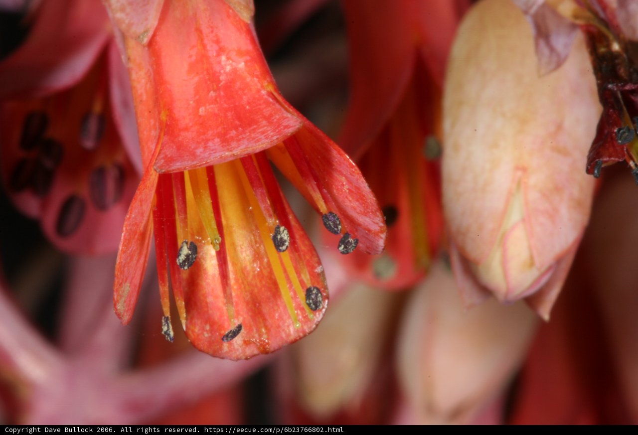 Up Close with the Bugs on a Blooming Flower