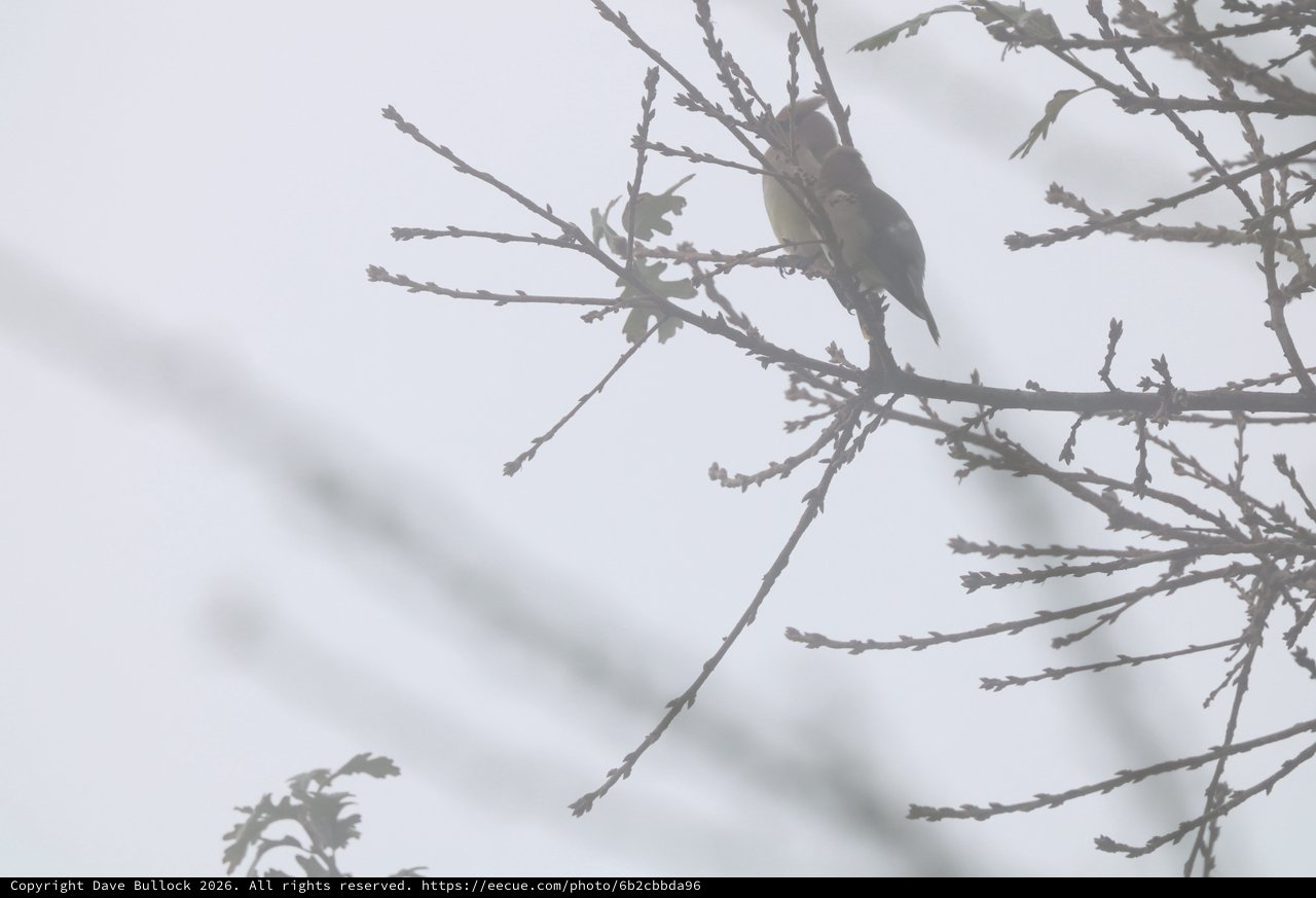 Songbird Perched on Winter Branch in Overcast Sky
