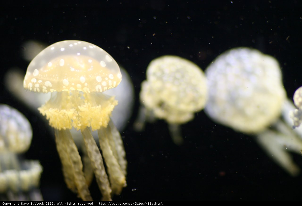Sea Life Spectacle