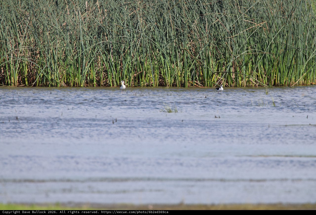 Shorebirds Resting Along Wetland Reed Edge