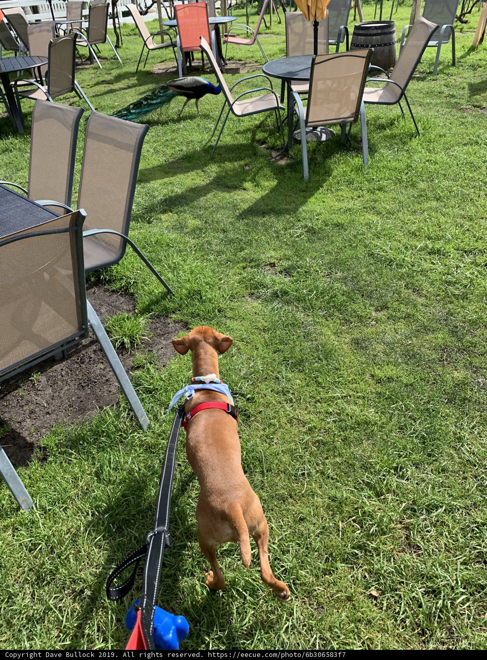 Canine strolls on the summer lawn