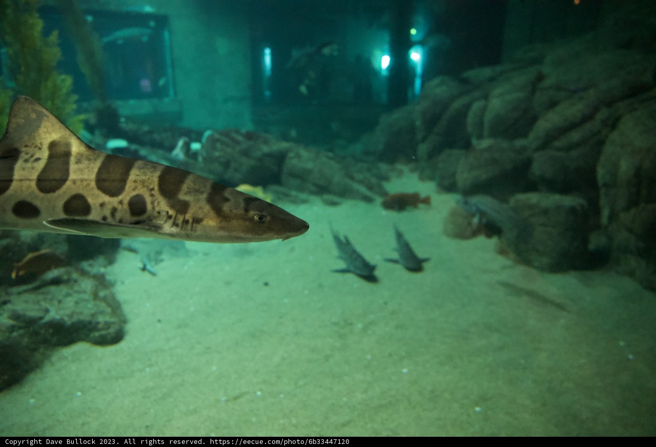 The Majestic Aquarium Shark