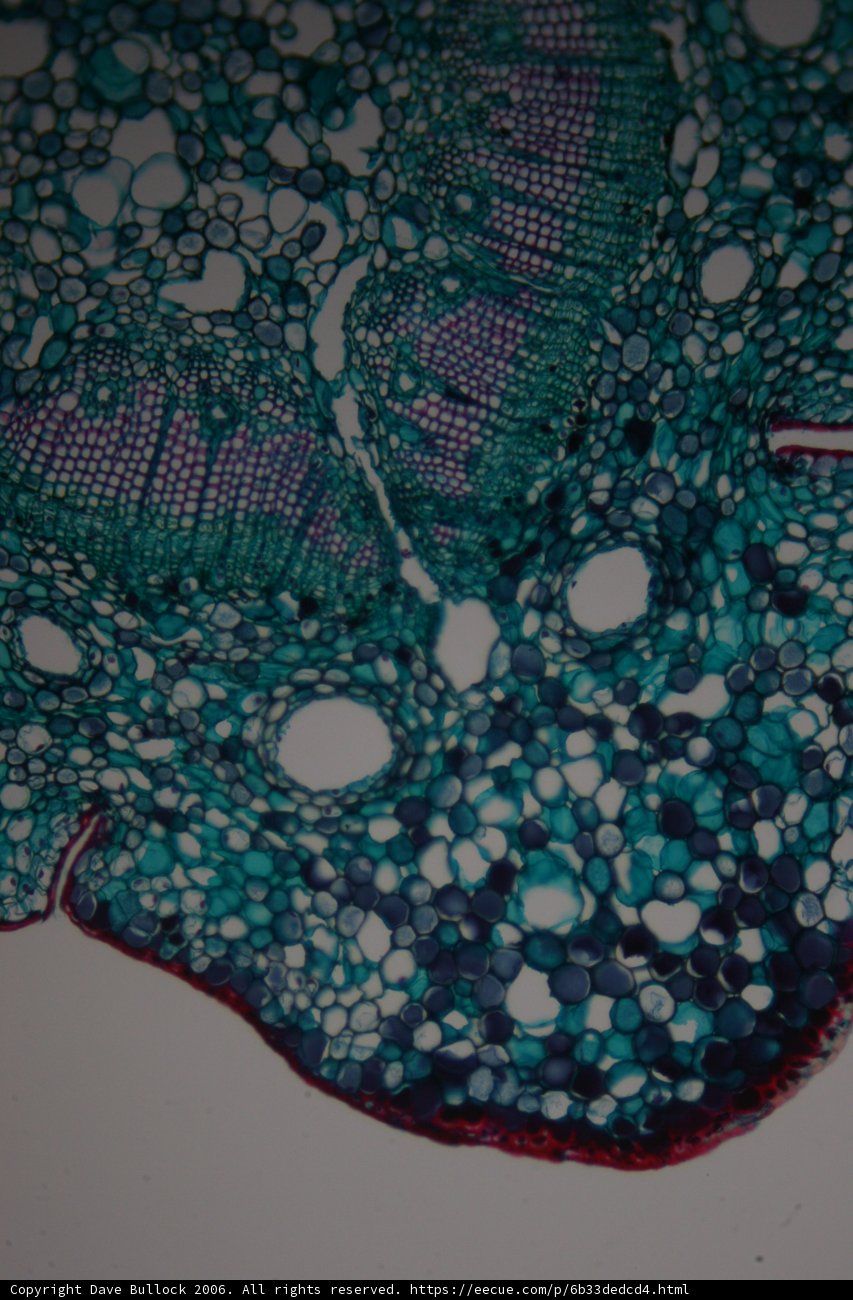 Green and Blue Botanical Gem