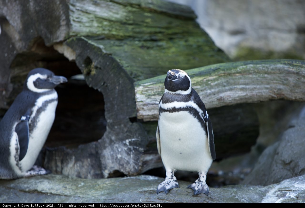 Royal Gathering at the SF Zoo
