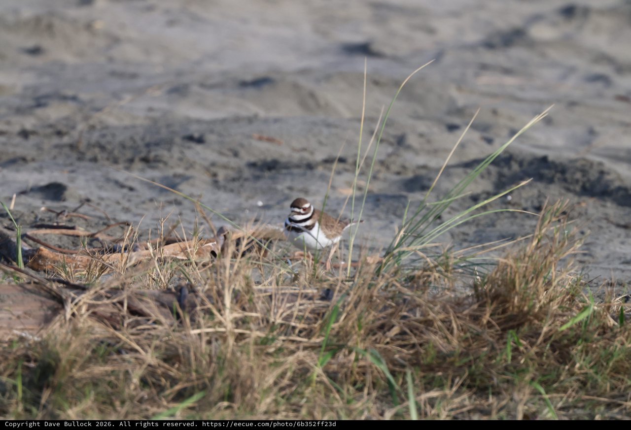 Killdeer Wading Through Coastal Grass and Sand