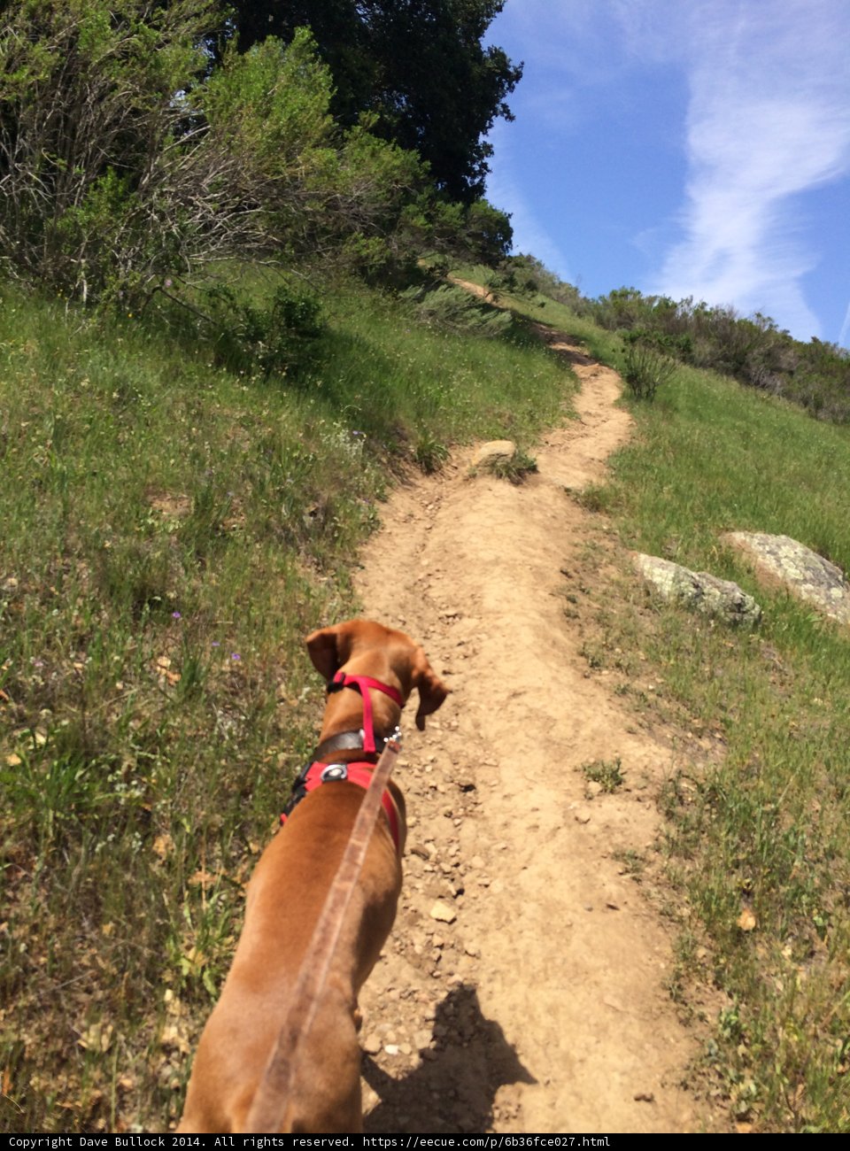A Vizsla on the Trail