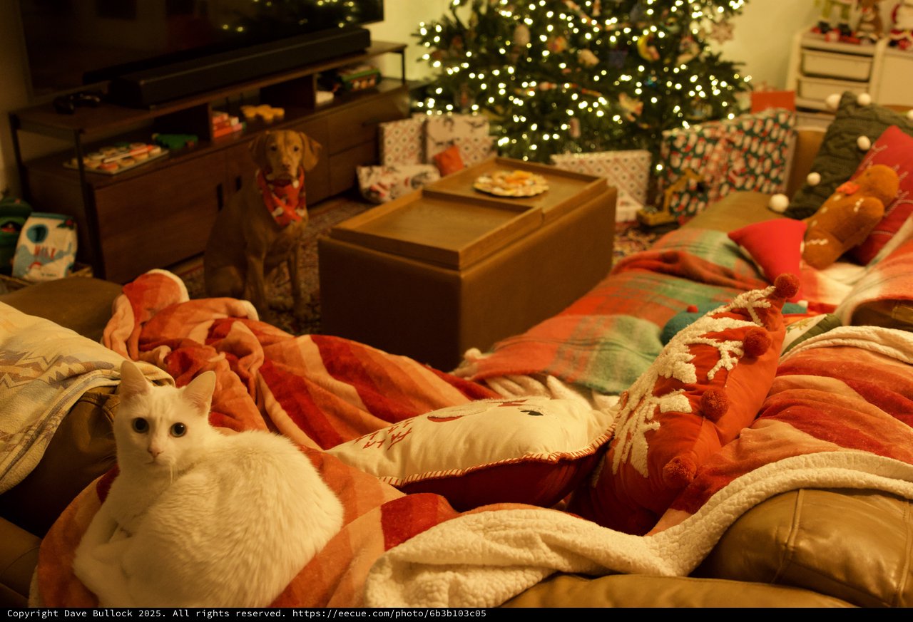 Cozy Christmas Morning with White Cat and Dog