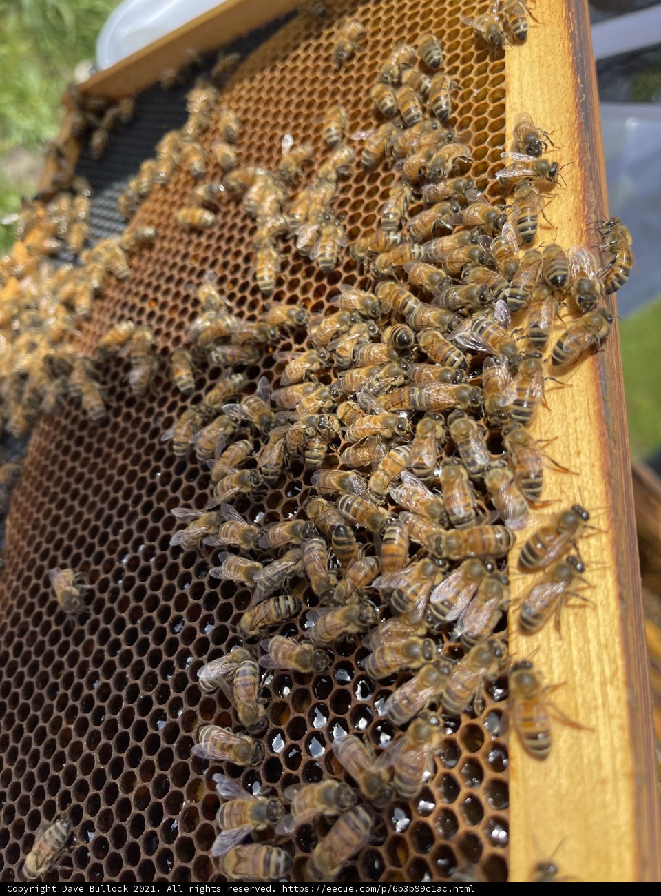 Busy Bees at Work