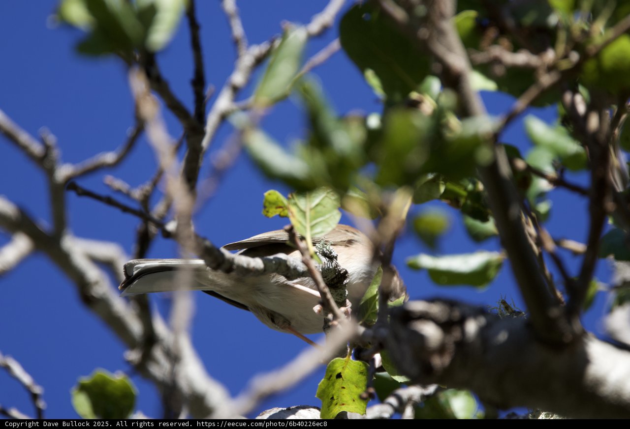 Morning Chatter in the Treetop