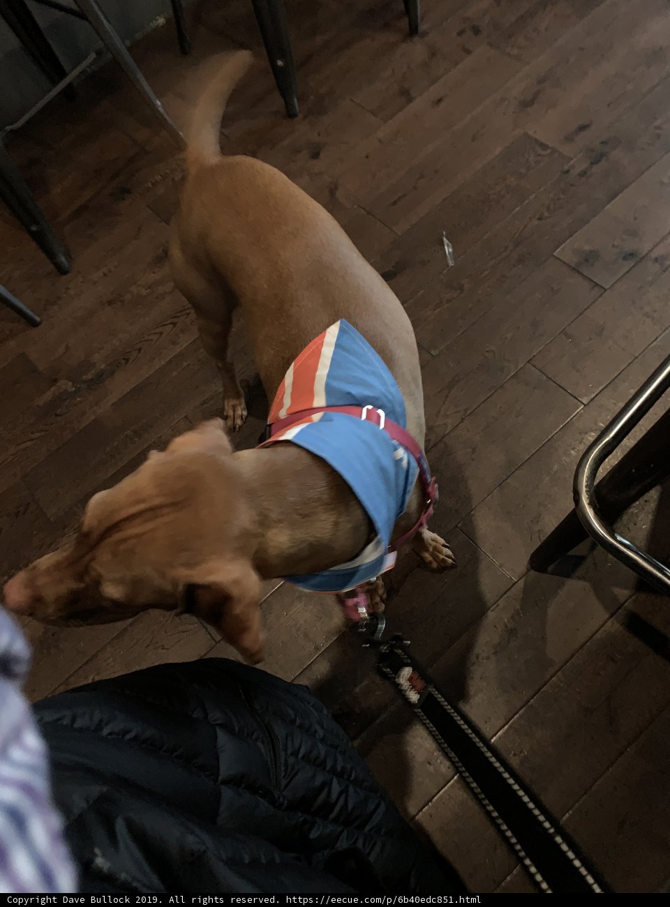 Fashionable Hound