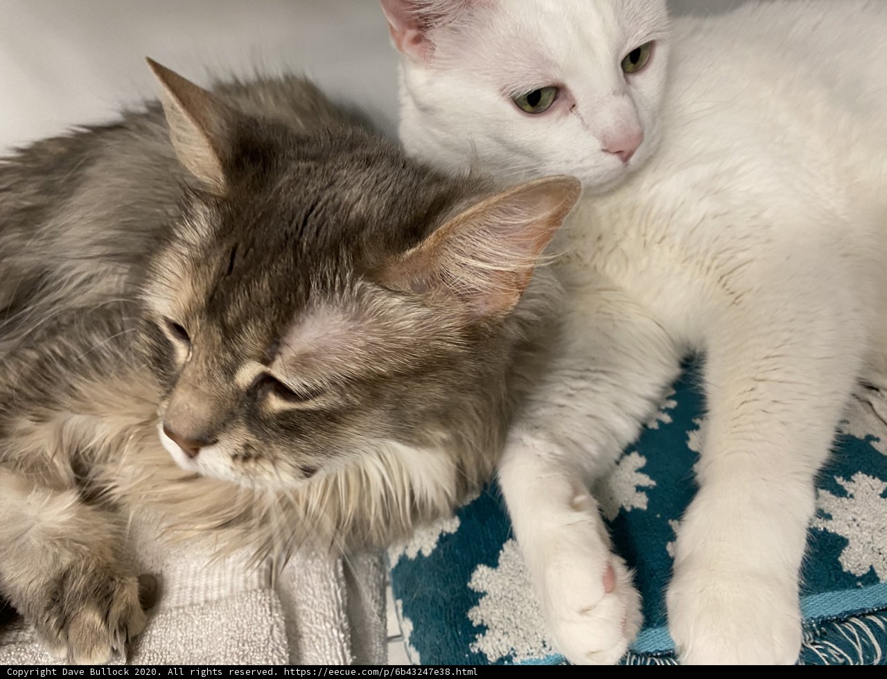 Furry Friends in San Francisco