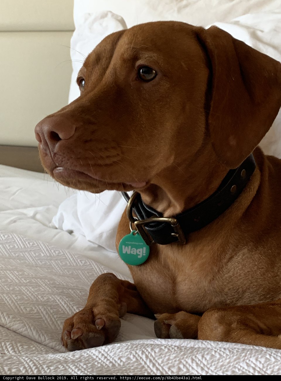 Relaxing with a Collar