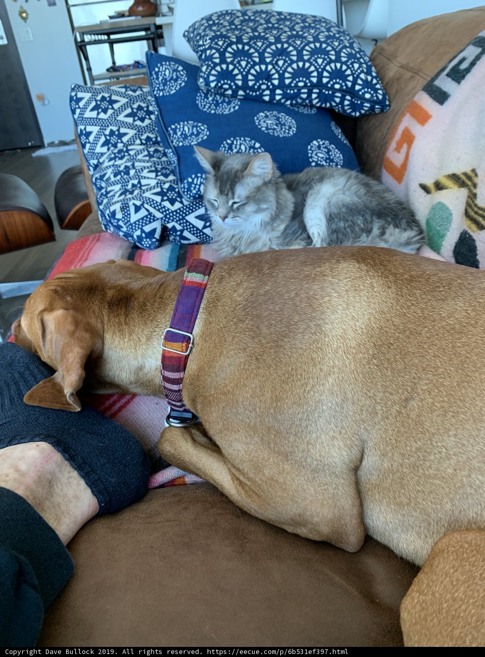 Cozy Companions