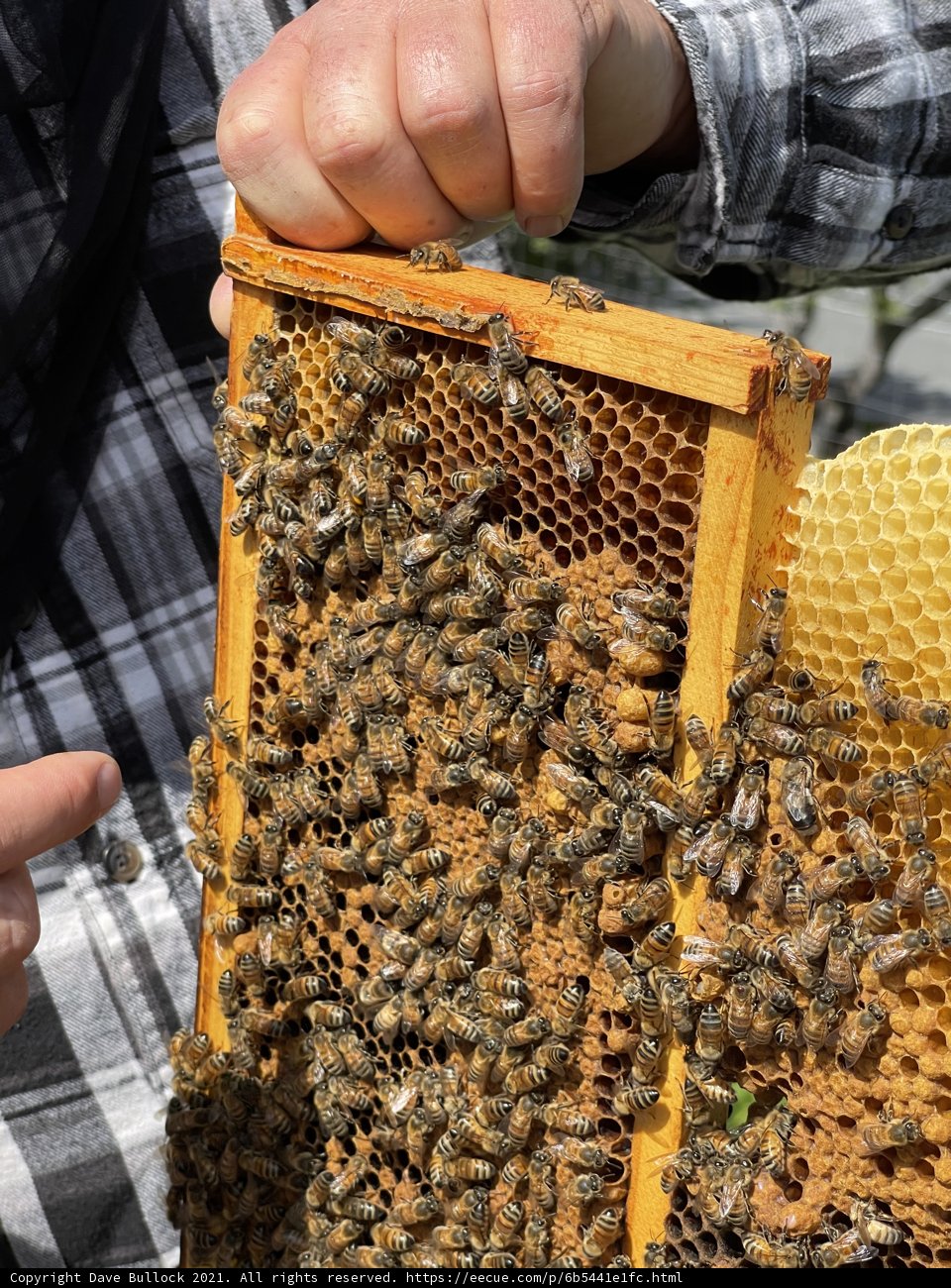 The Beekeeper's Harvest