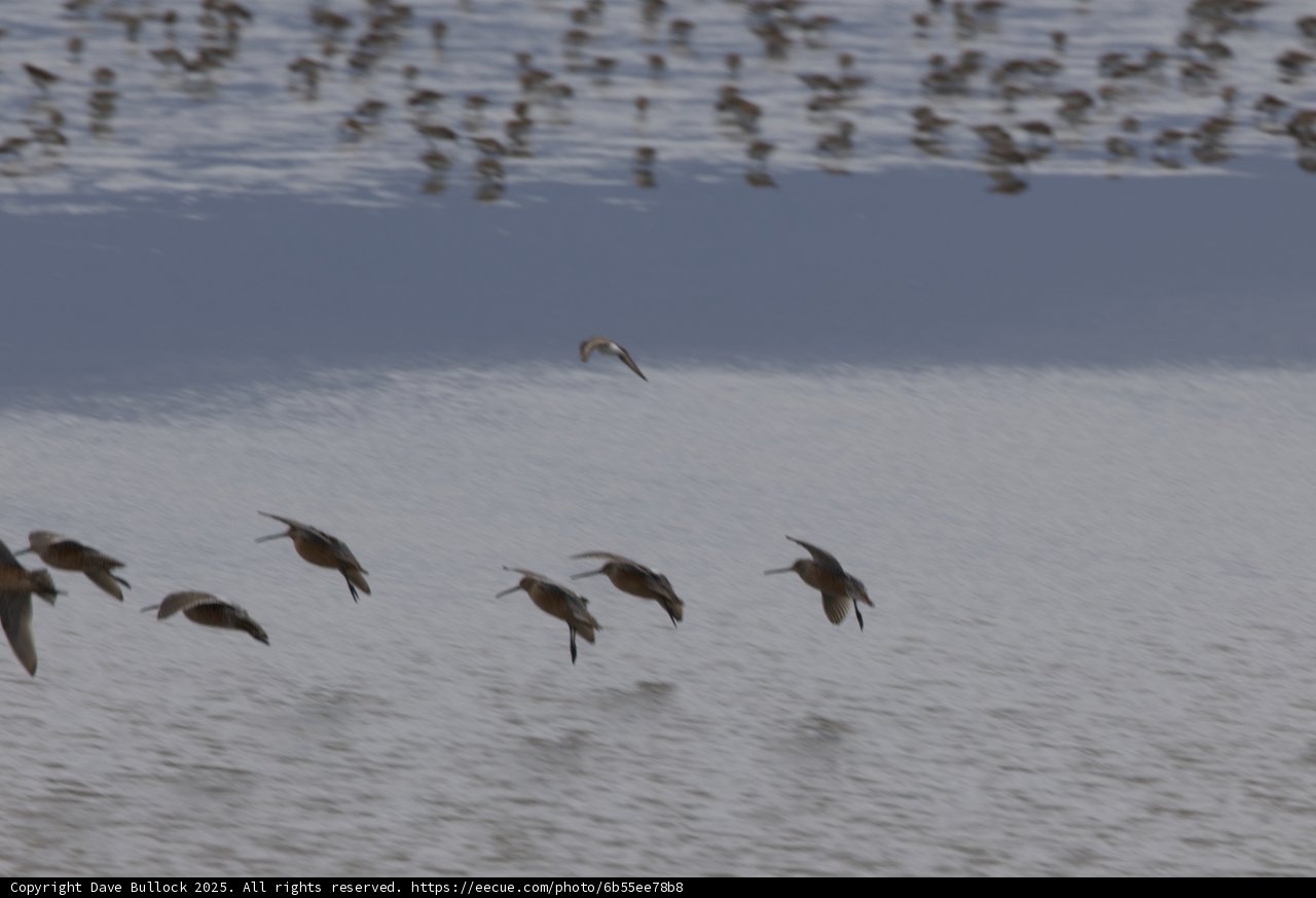 Graceful Flight Over San Pablo Bay