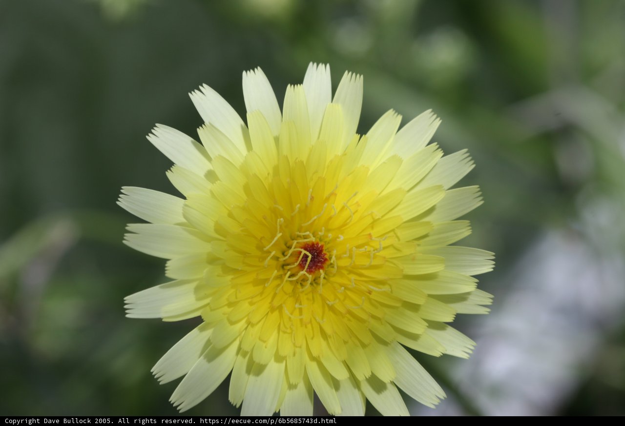 Golden Beauty in the Field