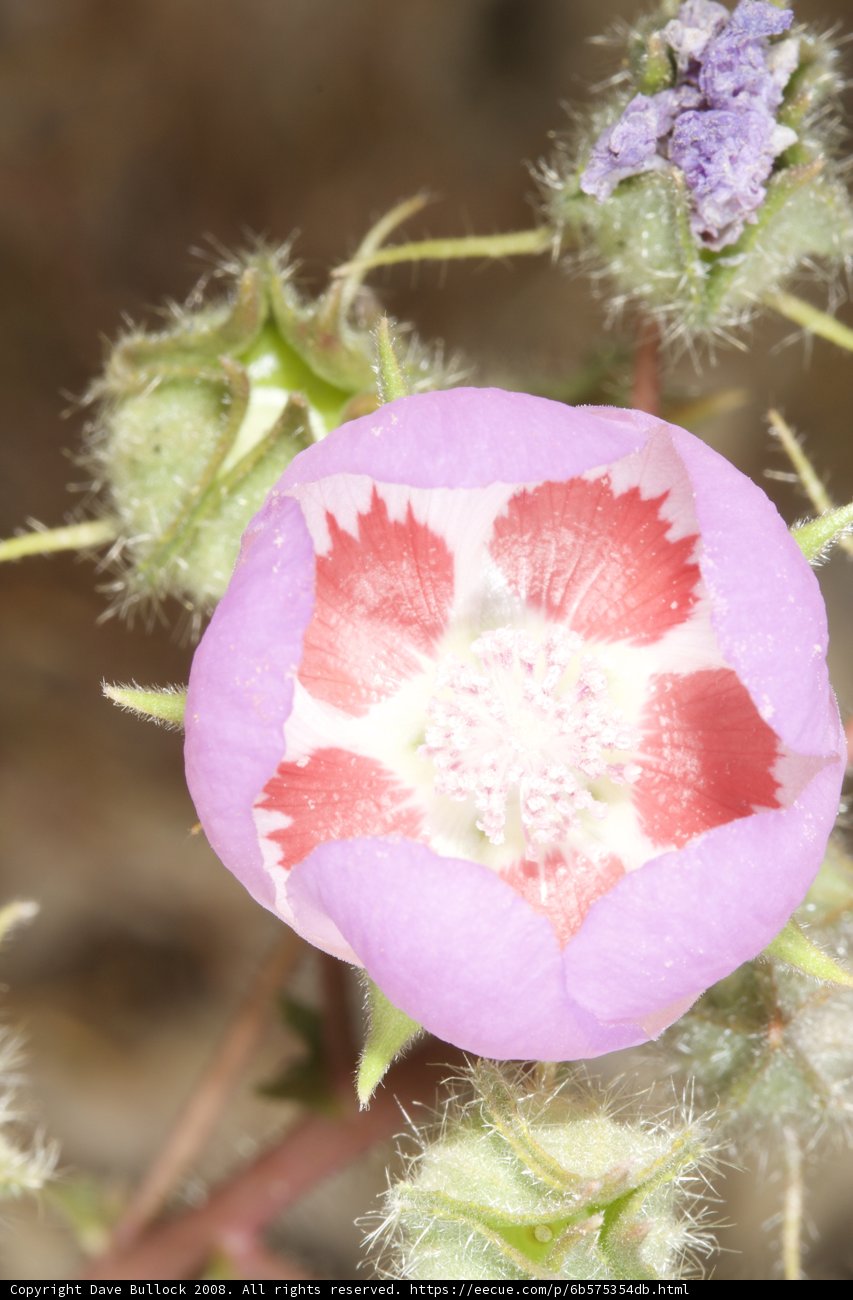 Pink Geranium Blossom