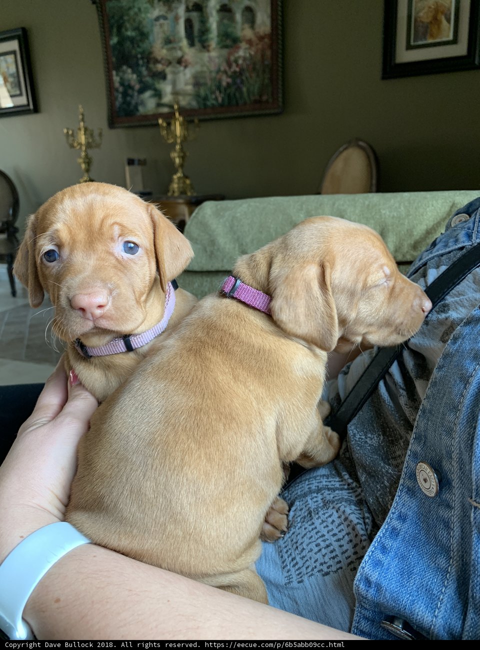 Puppies Cuddle Up in Lap of Luxury