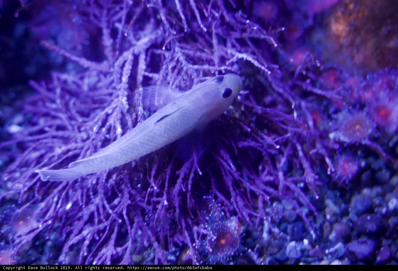 Underwater Enchantment in Monterey Bay