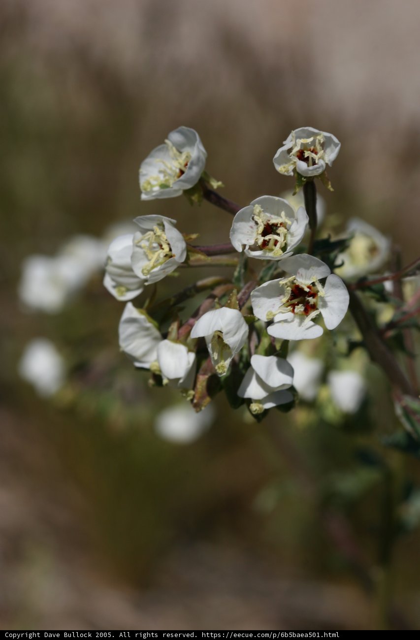 Brown-Spotted Blossoms