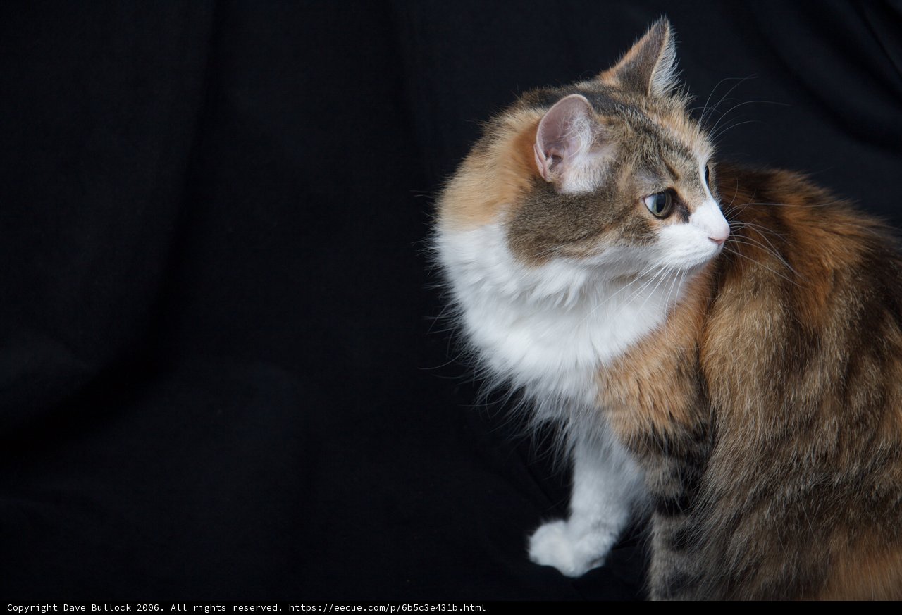 Calico Cutie